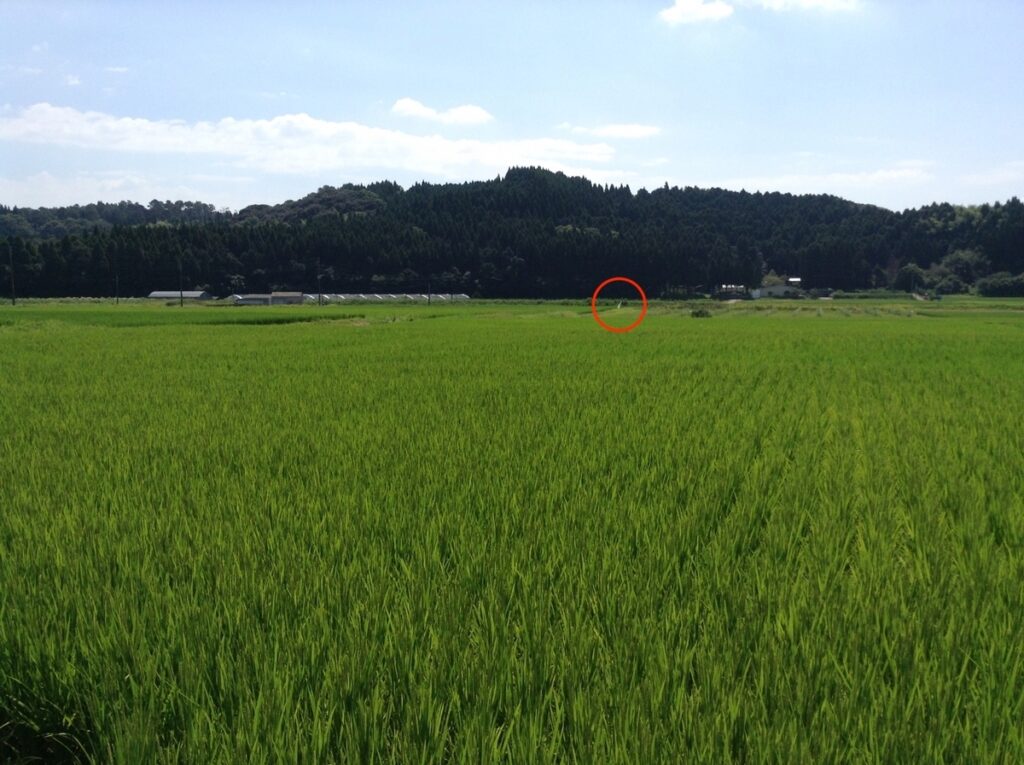田んぼの中で白い人影のように揺れる「くねくね」のイメージ